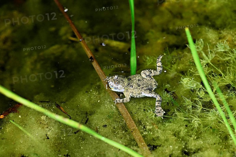 Yellow-bellied toad (Bombina variegata), in pond, Switzerland, Europe