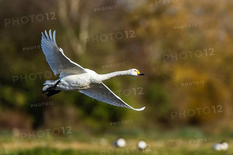 Tundra Swan, Bewick's Swan, Cygnus columbianus in flight at winter in Slimbridge, England, United Kingdom, Europe