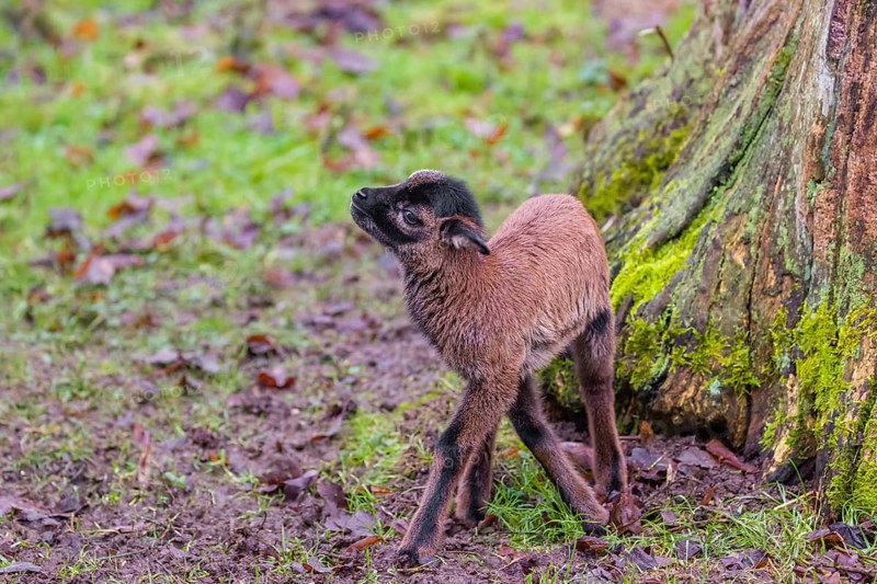 A Cameroon or Cameroon Dwarf sheep lamb, Ovis gmelini aries, standing in a forest