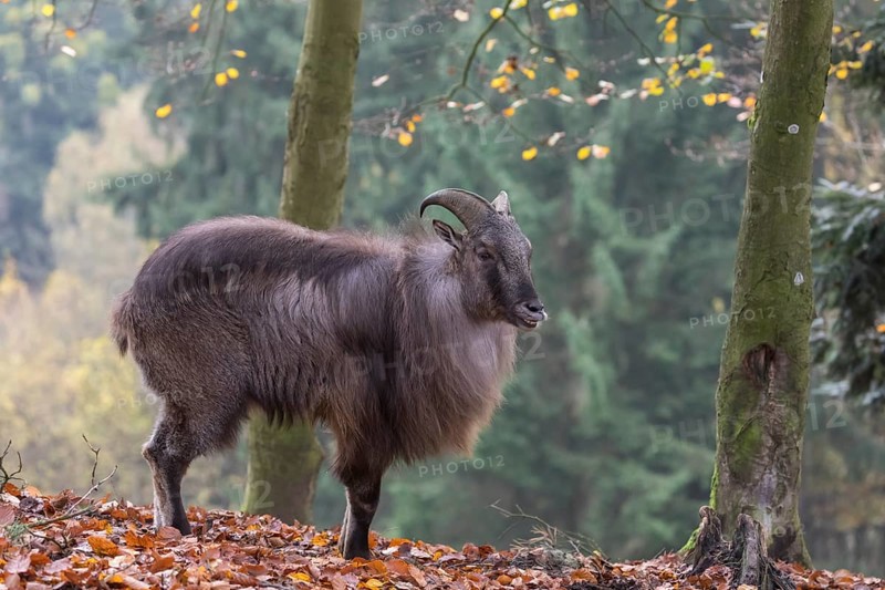 One male Himalayan Tahr (Hemitragus jemlahicus) standing in a forest. Green and yellow forest in the background. Flehmen