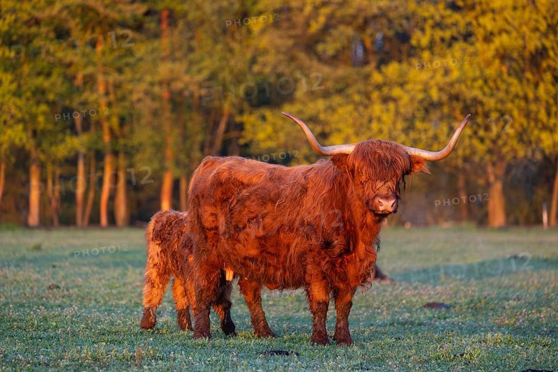 A highland cow (Bos primigenius taurus) suckles her calf
