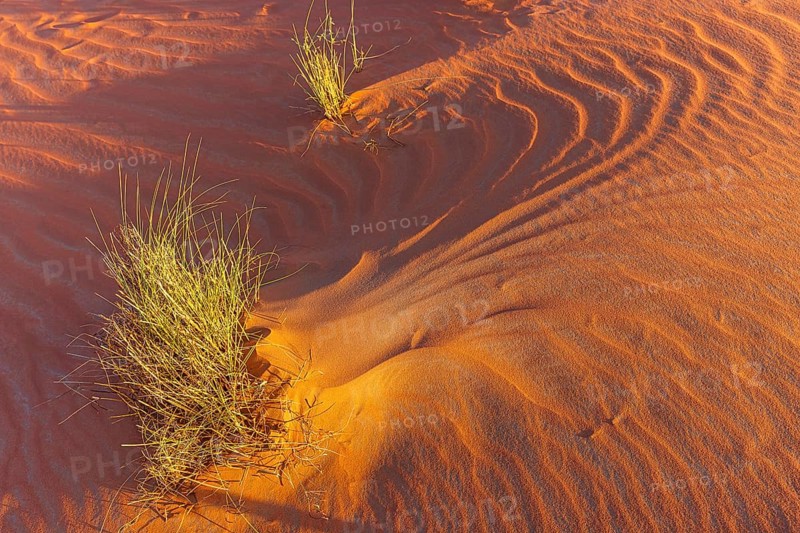 Wind-sculpted sand structure with green vegetation, in the Rub al Khali desert, Dhofar province, Arabian Peninsula, Sultanate of Oman