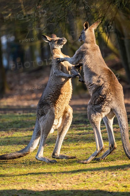 Eastern Gray Kangaroo (Macropus giganteus), two males fighting on a meadow, captive, occurance Australia, Oceania