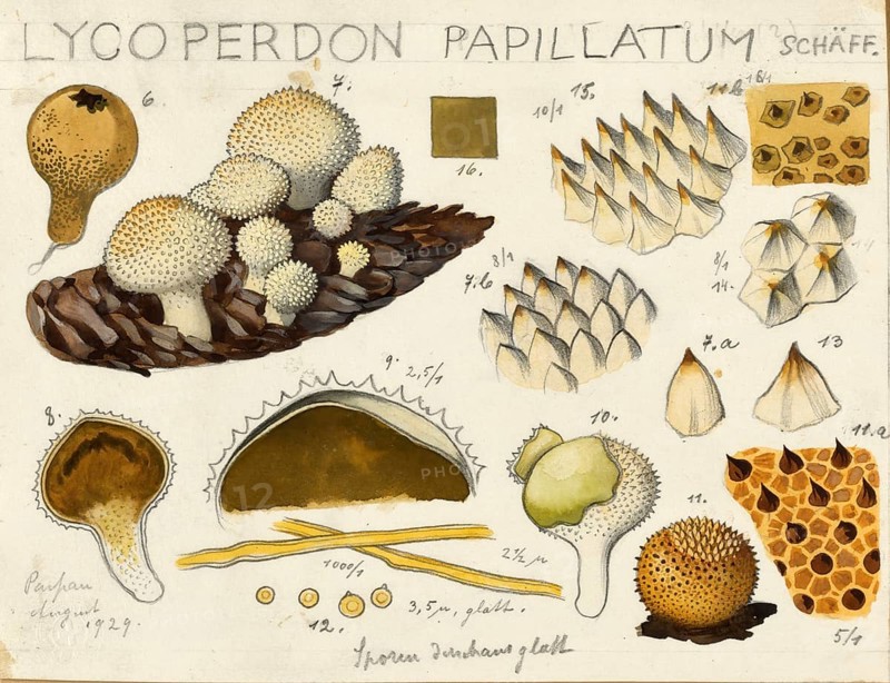 Mushroom, mushroom, bottle mushroom, Lycoperdon perlatum, syn. Stäubling gemmatum, in the vernacular often also bottle bovist, authentic reproduction of an illustration by Hans Walty (1868-1948) from about 1915, historical