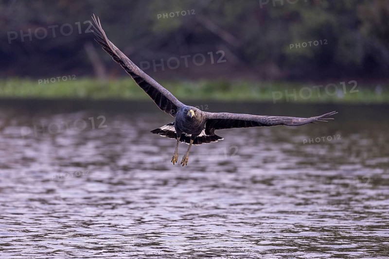 Black buzzard (Buteogallus urubitinga), approaching prey, Pantanal, Brazil, South America
