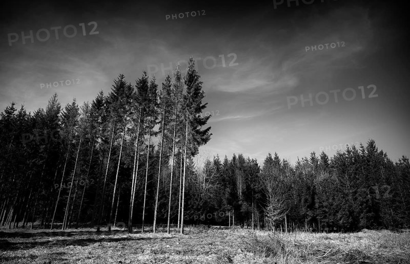 Spruce, spruce forest, black and white, Weiherwiesen nature reserve, Essingen, Swabian Alb, Baden-Württemberg, Germany, Europe