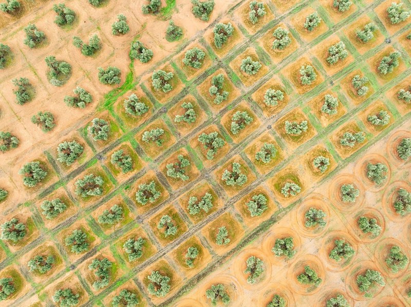 Cultivated olive trees (Olea europaea). Aerial view. Drone shot. Jaén province, Andalusia, Spain, Europe