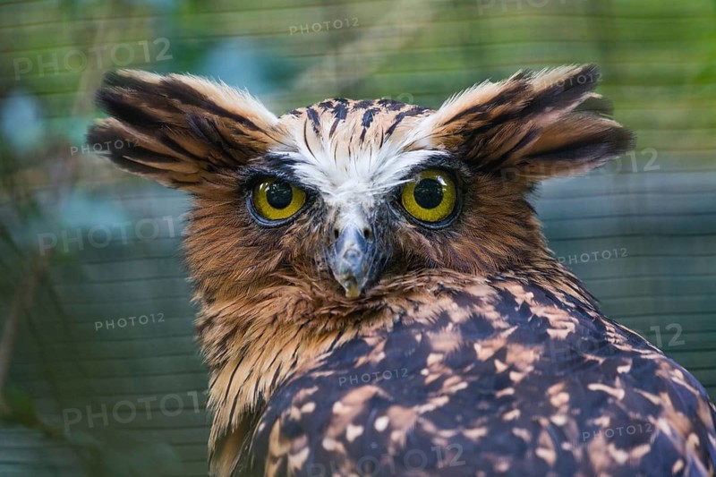Buffy Fish Owl (Ketupa ketupu), (Bubo ketupu), or Malaysian Fish Owl, portrait of adult bird, native to Borneo, Malaysia, captive, Germany, Asia