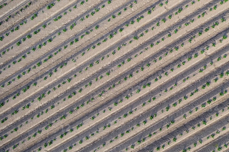 Aerial view of a potato field with ridges and young shoots, Dresden, Saxony, Germany, Europe