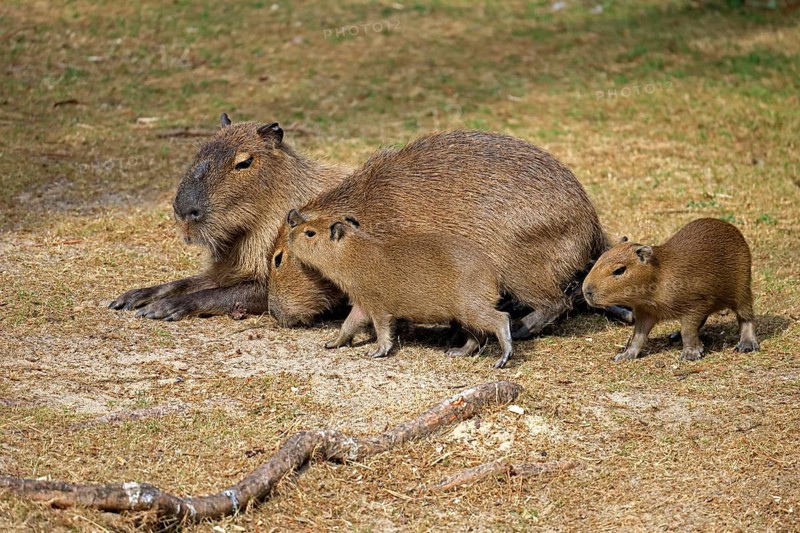 Capybara (Hydrochoerus hydrochaeris), capybara, adult, female, mother, young, on land, group, social behaviour, siblings, South America