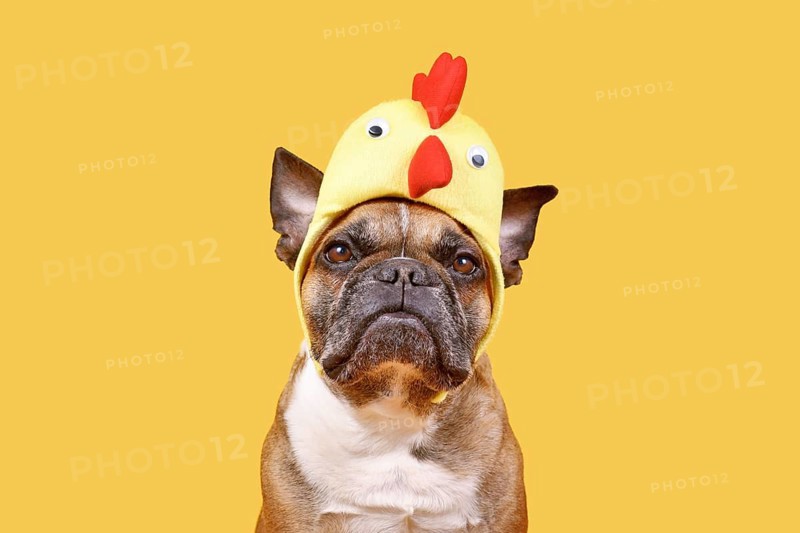 Fawn French Bulldog dog wearing Easter costume chicken hat on yellow background