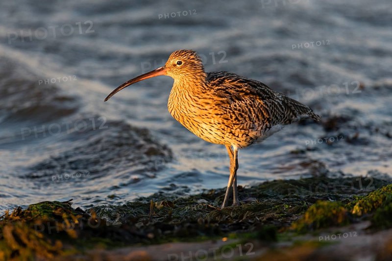 Eurasian curlew (Numenius arquata) adult bird on mudflats at low tide at sunset, North Sea, Holy Island coastline, Northumberland, England, United Kingdom, Europe