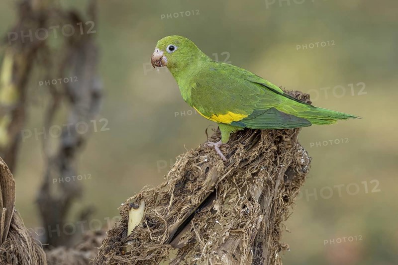 Yellow-winged Parakeet (Brotogeris chiriri) or Canary-winged Parakeet, on cut banana trees, Pantanal, Brazil, South America
