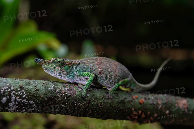 Female chameleon (Calumma linotum) in the rainforests of Amper Mountain National Park in northern Madagascar