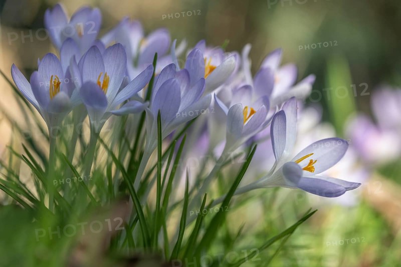 Elf crocus (Crocus tommasinianus), Emsland, Lower Saxony, Germany, Europe