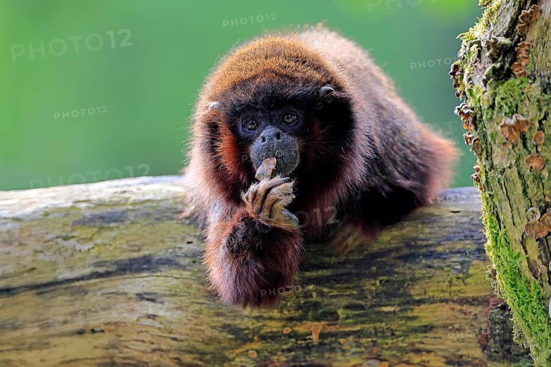 Coppery titi (Plecturocebus cupreus, Syn.: Callicebus cupreus), adult, portrait, tree trunk, South America