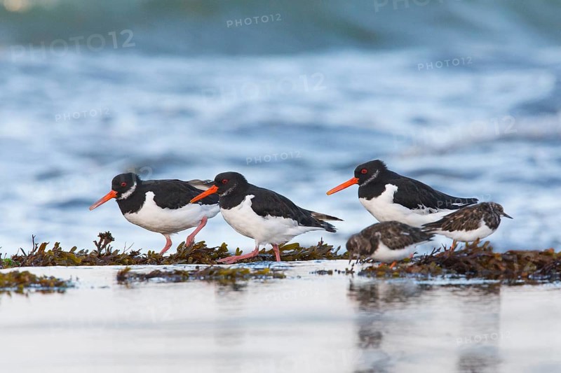 Eurasian oystercatchers (Haematopus ostralegus), three adult birds in winter plumage, walking along the coastline of the Northumberland coast, England, United Kingdom, Europe