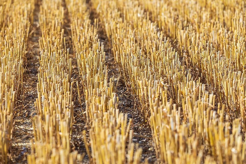 Stubble field, harvested grain field, Saxony, Germany, Europe