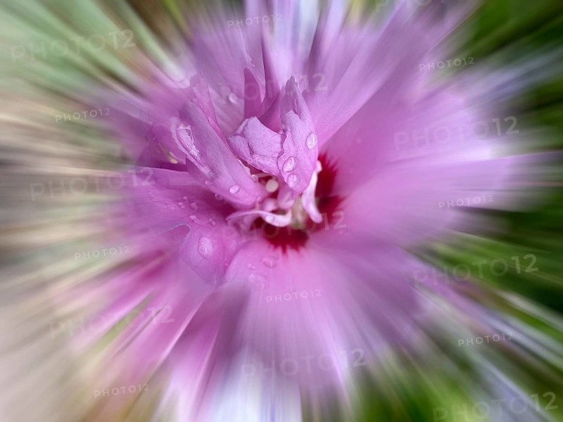 Althaea officinalis, rose mallow, shrub mallow, garden mallow, Syrian mallow, Sharon rose, festival flower (Hibiscus syriacus), zoom effect