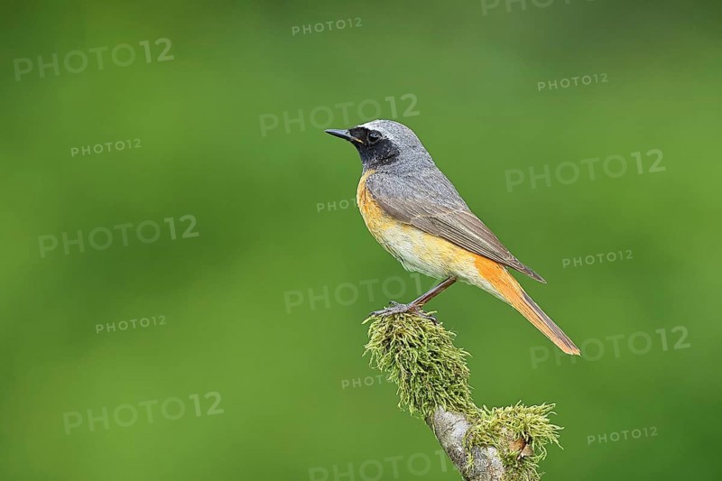 Redstart (Phoenicurus phoenicurus), Bird of the Year 2025, male on mossy branch, songbird, wildlife, Siegerland, North Rhine-Westphalia, Germany, Europe