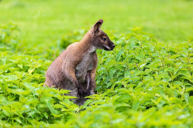 Red-necked wallaby or Bennett's wallaby (Macropus rufogriseus) sits amidst of a field of stinging nettle