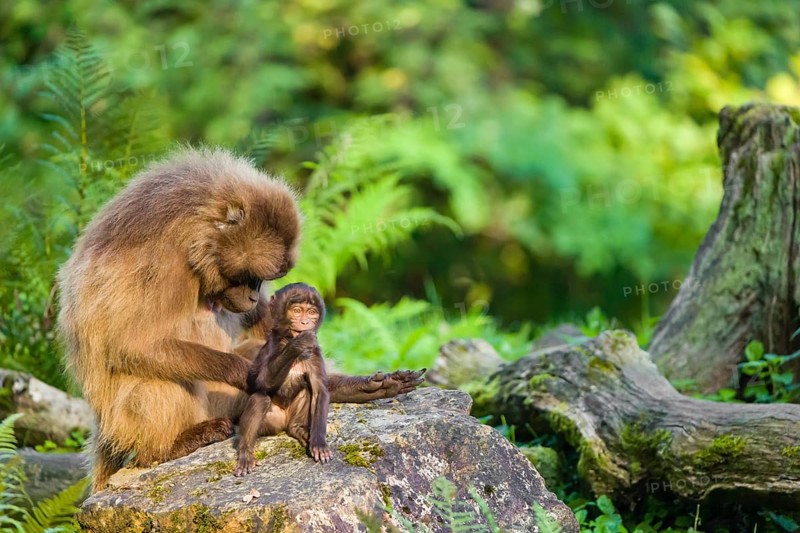 One female Gelada (Theropithecus gelada), or bleeding-heart monkey sits on a rock grooming her baby. A green forest is in the background