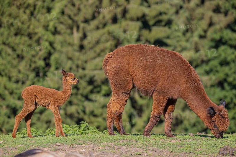 Brown female Alpaca (Vicugna pacos) with her newborn standing in green grass, with a green forest in the distant background