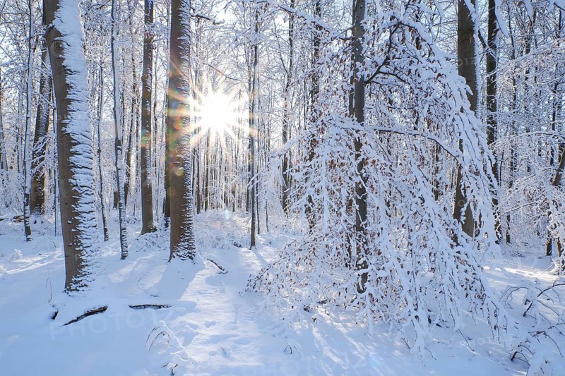 Beech woodland (Fagus sylvatica), trees and undergrowth covered in hoarfrost and snow in winter, the sun appearing as a sunburst effect, Escheberger Wald, North Hesse, Germany, Europe