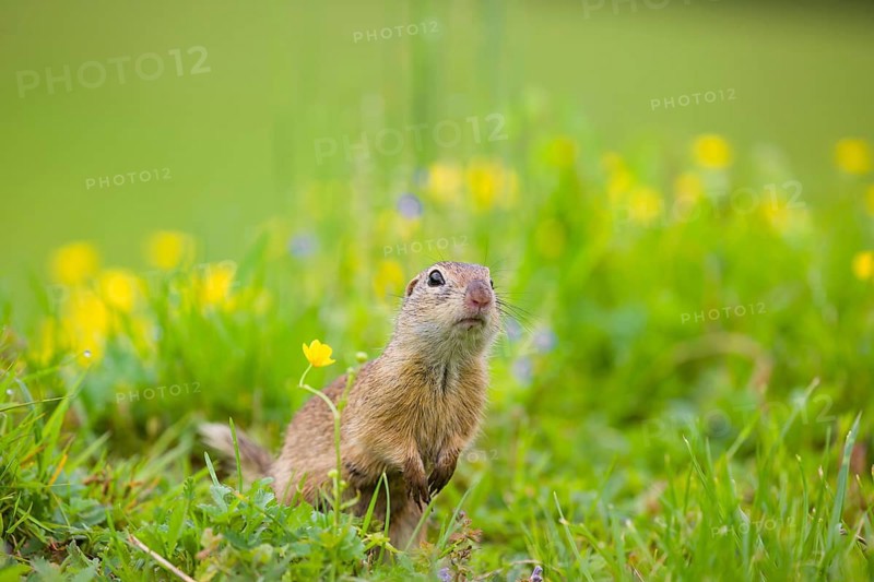 An adult European ground squirrel (Spermophilus citellus) or European souslik sits in green gras next to a flowering Ranunculus