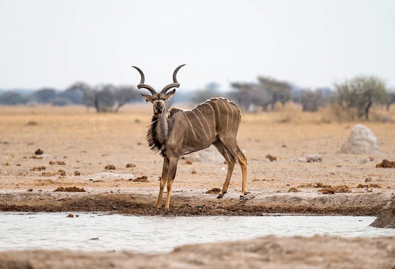 Greater kudu (Tragelaphus strepsiceros), adult male at the waterhole, Nxai Pan National Park, Botswana, Africa