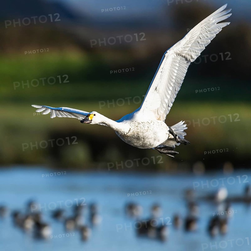 Tundra Swan, Bewick's Swan, Cygnus columbianus in flight at winter in Slimbridge, England, United Kingdom, Europe