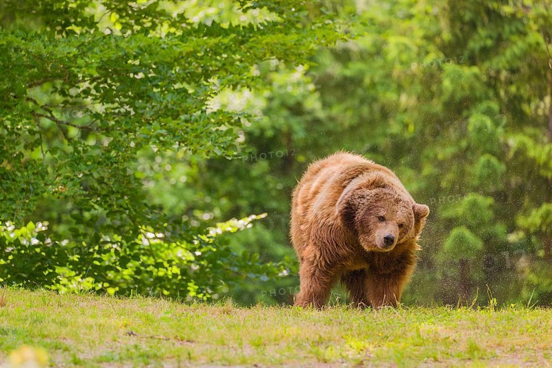 An adult female Eurasian brown bear (Ursus arctos arctos) stands on a green meadow and shakes the water out of its fur after the rain