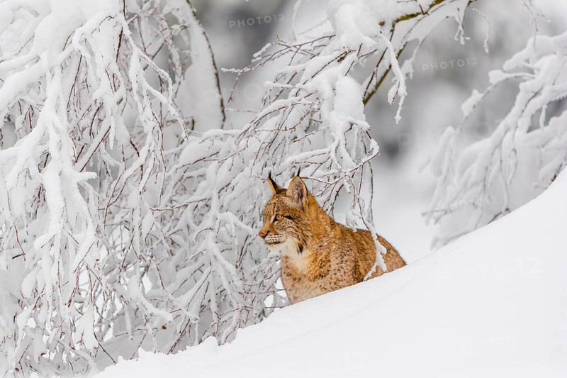 One young male Eurasian lynx, (Lynx lynx), walking through deep snow covered undergrowth in a forest