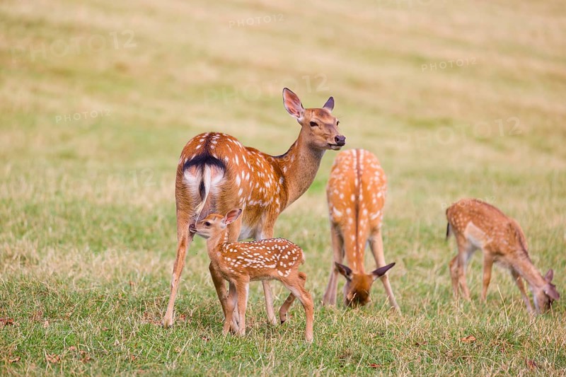 A Dybowski calf (Cervus nippon hortulorum) stands close to its mother in a green meadow and searches for the teats
