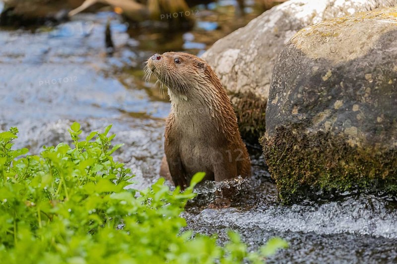 One Eurasian otter (Lutra lutra) walking upstream in the water of a shallow creak between a log and some green vegetation