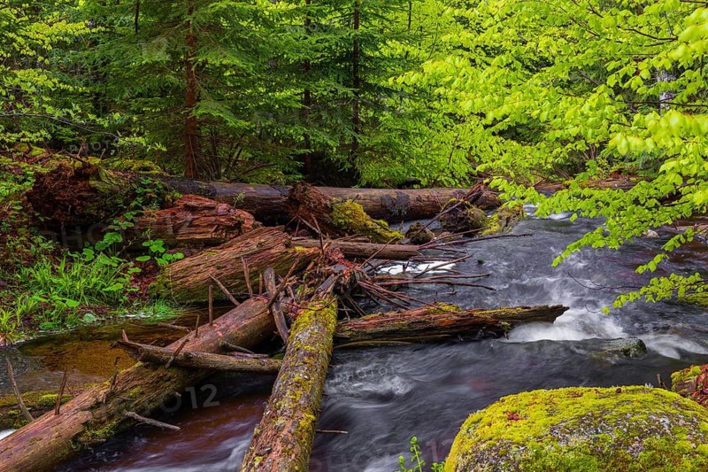 Kleine Ohe creek below Waldhaeuser village in the Bavarian Forest Nationalpark. Flowing water, little cascades, mossy stones and fresh green vegetation