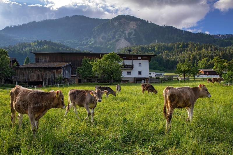 Calves grazing in front of a farm, Schwaz, Tyrol, Austria, Europe