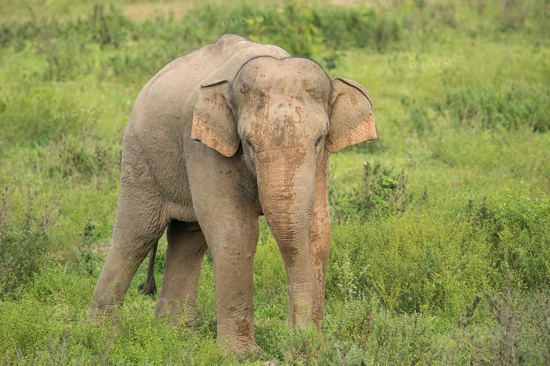 Indian elephants (Elephas maximus indicus), Khiri Khan, Hua Hin, Kui Buri National Park, Thailand, Asia