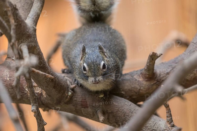 One Père David's rock squirrel (Sciurotamias davidianus), also known as the Chinese rock squirrel sitting on a branch, feeding