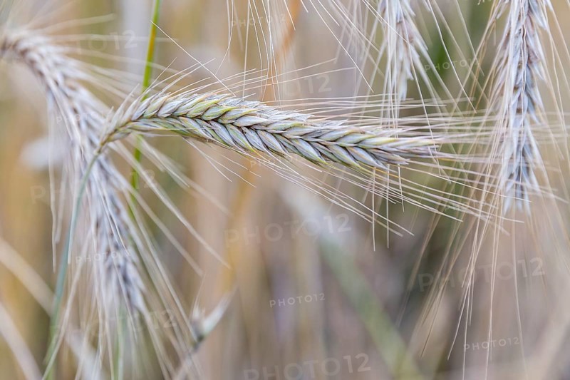 Winter rye (Secale cereale), ear, Burggarten Cadolzburg, Bavaria, Germany, Europe