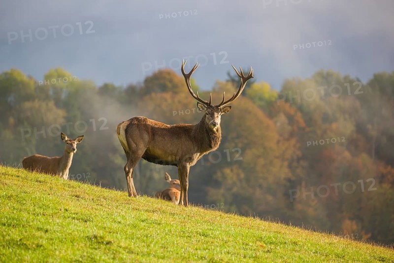 A red deer stag (Cervus elaphus) and two hinds are standing in a meadow in hilly terrain. A forest with autumn leaves can be seen in the background. Wisps of mist drift over the forest