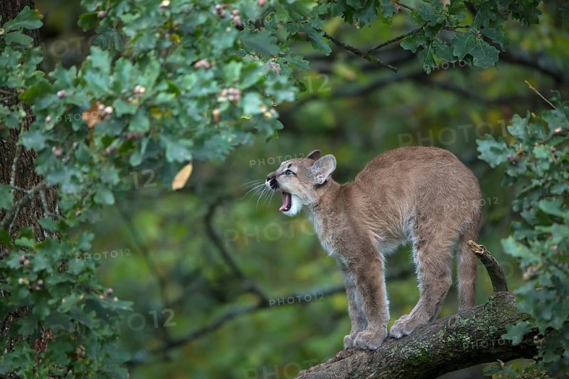 One young cougar, Puma concolor, standing on a big branch high up in an oak tree. Yawning