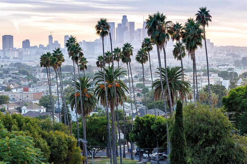Los Angeles skyline with palm trees and downtown at sunset in California in Los Angeles, USA, North America