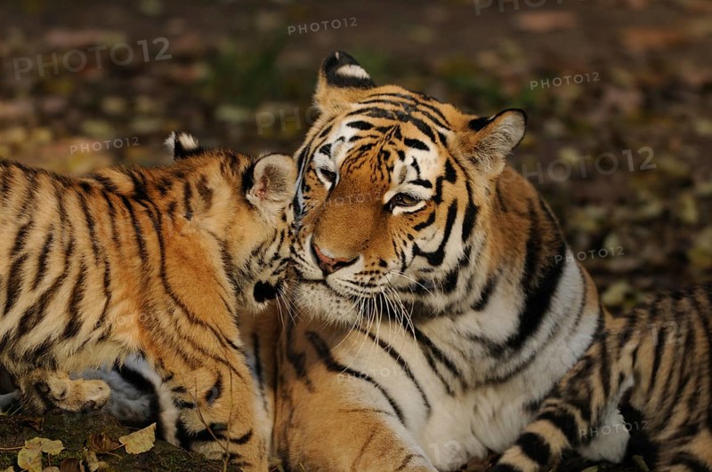 A mother tiger shows affection to her young, loving interaction in a natural environment, Siberian tiger (Panthera tigris altaica), captive, occurring in Russia, North Korea and China