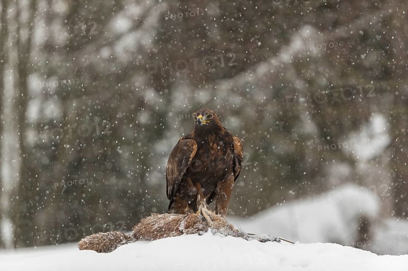 One golden eagle (Aquila chrysaetos) sitting on a carcass of a red fox on a snowy meadow during snowfall. A forest in the background