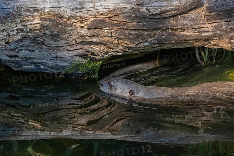 One giant otter or giant river otter (Pteronura brasiliensis) swimming in a river, passing a log lying in the water