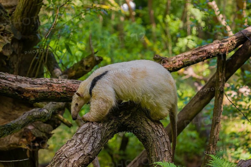 A southern tamandua (Tamandua tetradactyla), climbs in a tree in a forest