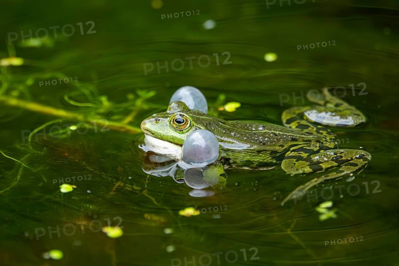 Edible frog (Pelophylax esculentus) in a little lake in the water, Bavaria, Germany, Europe