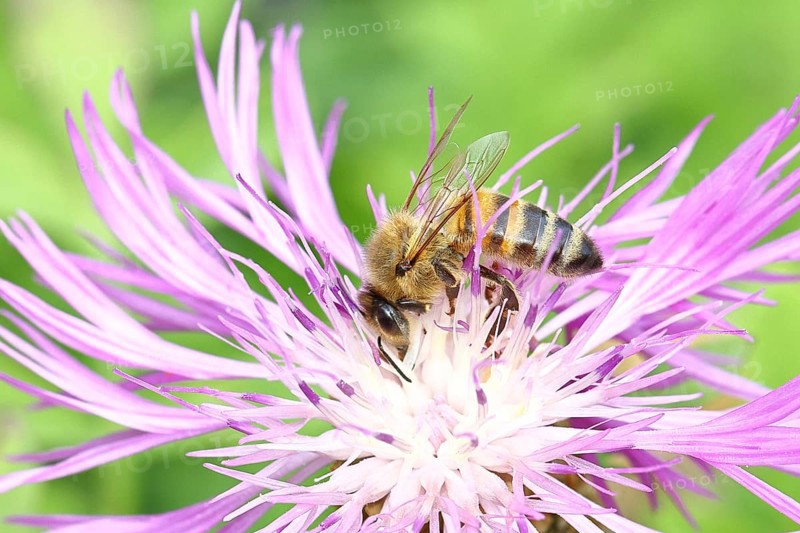 European honey bee (Apis mellifera), collecting nectar from a flower of the meadow knapweed or common knapweed (Centaurea jacea), macro photograph, Wilnsdorf, North Rhine-Westphalia