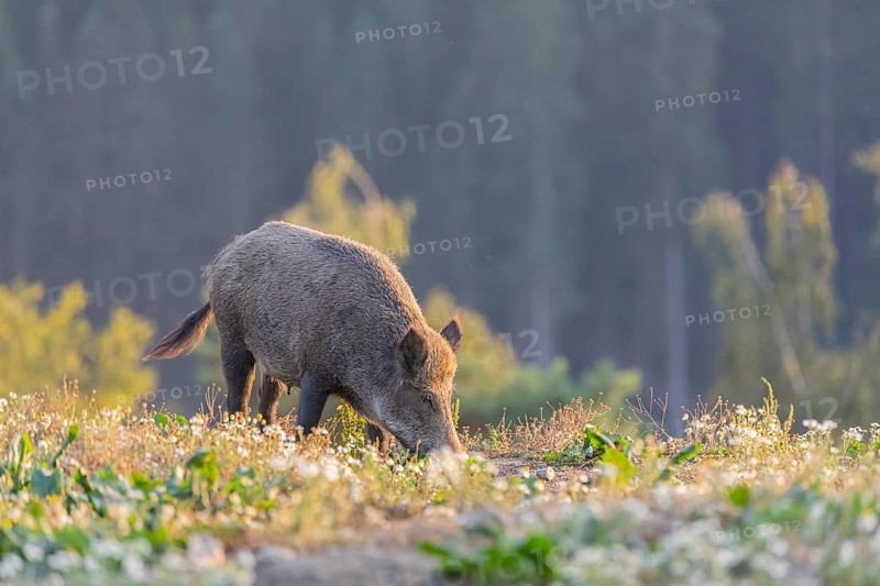 One adult wild boar or wild pig (Sus scrofa) searching for food on a flowering meadow in late afternoon light with a forest in first autumnal colours in the background